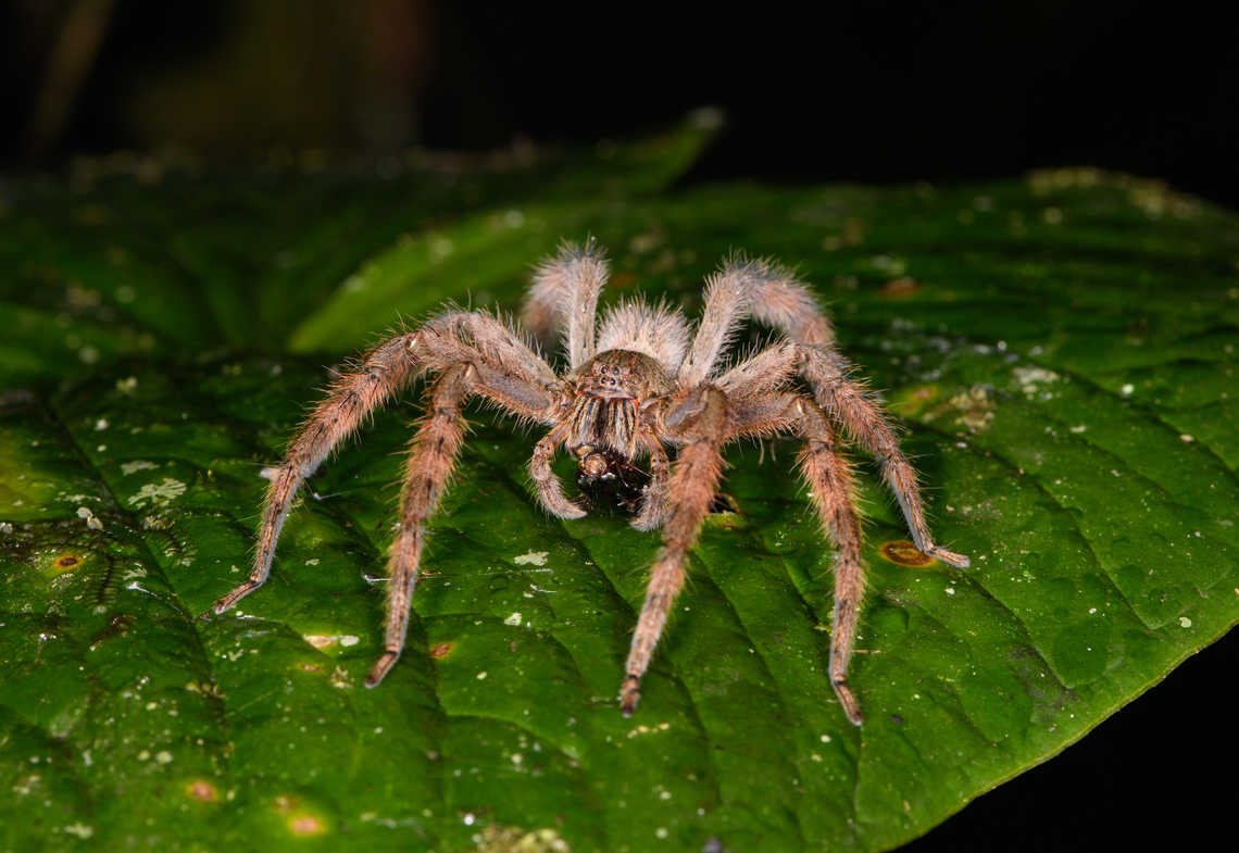 Wandering spider (Phoneutria), Los Cedros Reserve, Ecuador Feeding. This might be the infamous Brazilian Wandering Spider, which is venomous, but it could be another species in the same genus Phoneutria sp. Ecuador,Ecuador 2021,Fall,Geotagged,Los Cedros Reserve,South America,World