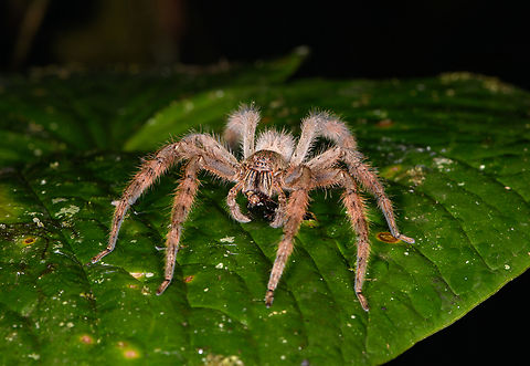 Wandering spider (Phoneutria), Los Cedros Reserve, Ecuador Feeding. This might be the infamous Brazilian Wandering Spider, which is venomous, but it could be another species in the same genus Phoneutria sp. Ecuador,Ecuador 2021,Fall,Geotagged,Los Cedros Reserve,South America,World