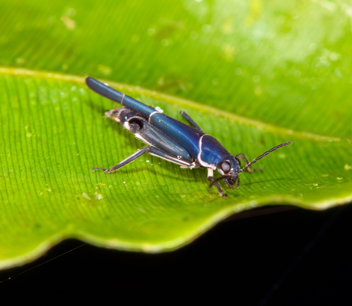 Ripipteryx limbata, Los Cedros Reserve, Ecuador The new Tesla model. Ecuador,Ecuador 2021,Fall,Geotagged,Los Cedros Reserve,Ripipteryx limbata,South America,World