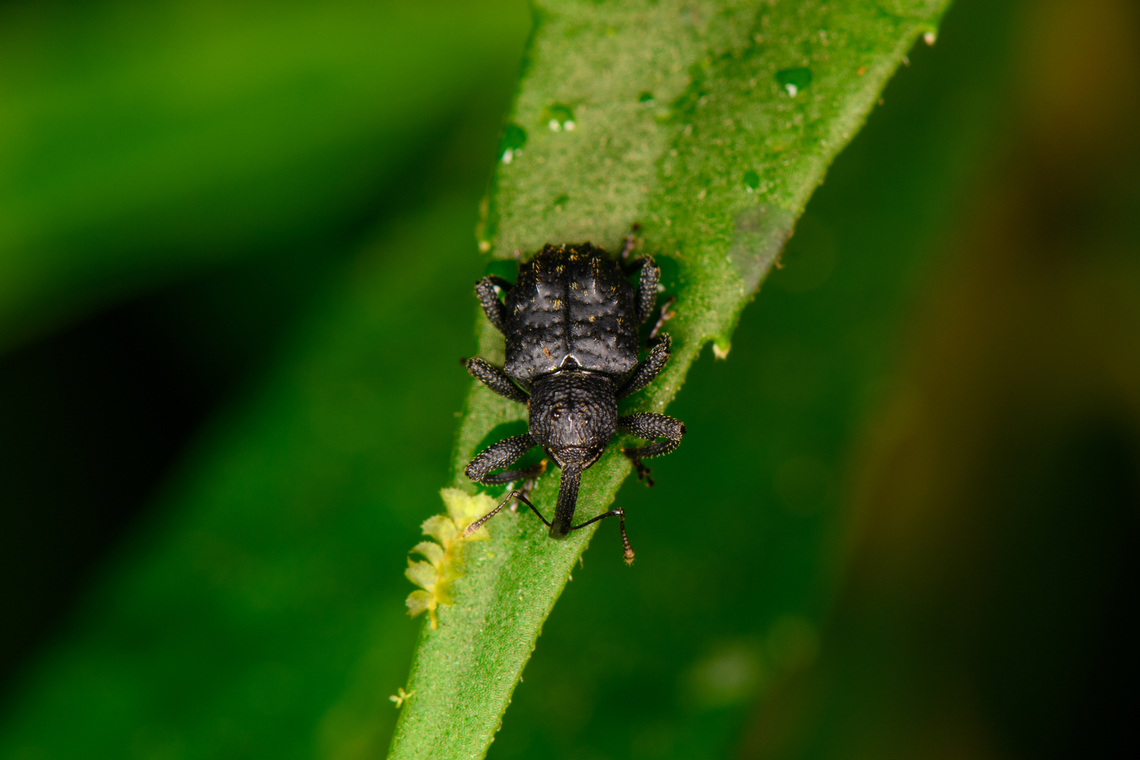 Tiny snout weevil, Los Cedros Reserve, Ecuador Few mm in size, dark with yellow clusters of hair. Ecuador,Ecuador 2021,Fall,Geotagged,Los Cedros Reserve,South America,World
