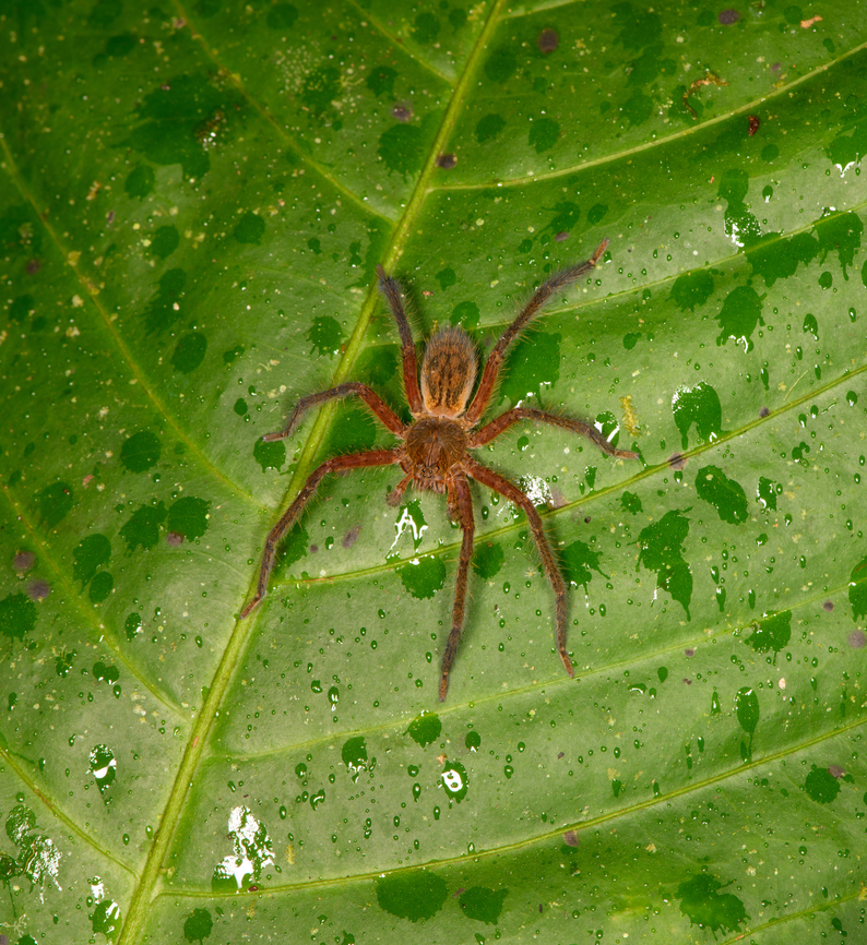 Wolf spider, Los Cedros Reserve, Ecuador ID by Hubert H&ouml;fer. Ecuador,Ecuador 2021,Fall,Geotagged,Los Cedros Reserve,South America,World