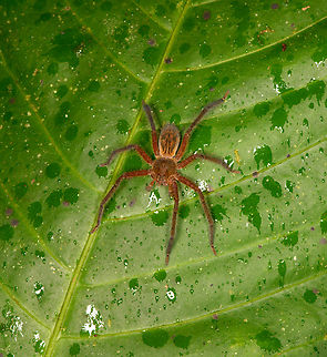 Wolf spider, Los Cedros Reserve, Ecuador ID by Hubert H&ouml;fer. Ecuador,Ecuador 2021,Fall,Geotagged,Los Cedros Reserve,South America,World