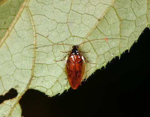 Wood cockroach (Anaplecta), Los Cedros Reserve, Ecuador  Ecuador,Ecuador 2021,Fall,Geotagged,Los Cedros Reserve,South America,World