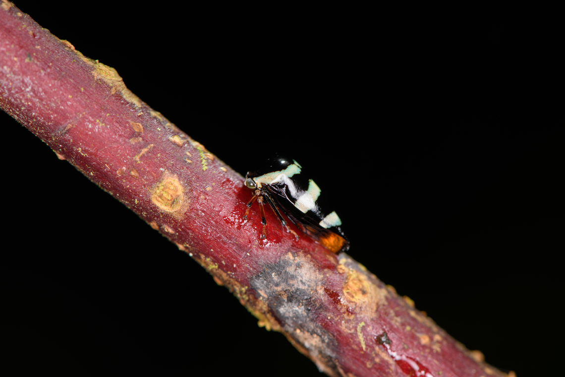 Treehopper (Darnis sp.?), Los Cedros Reserve, Ecuador  Ecuador,Ecuador 2021,Fall,Geotagged,Los Cedros Reserve,South America,World