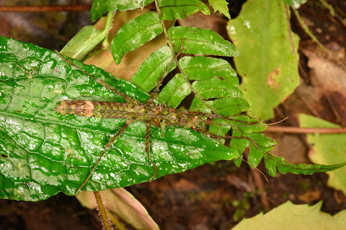Spiny stick insect, Los Cedros Reserve, Ecuador Possibly Parobrimus sp. Ecuador,Ecuador 2021,Fall,Geotagged,Los Cedros Reserve,South America,World