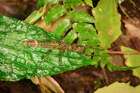 Spiny stick insect, Los Cedros Reserve, Ecuador Possibly Parobrimus sp. Ecuador,Ecuador 2021,Fall,Geotagged,Los Cedros Reserve,South America,World