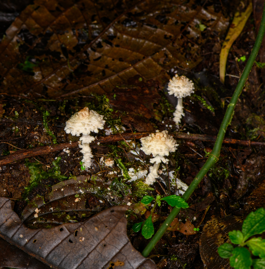 Crusty fungus, Los Cedros Reserve, Ecuador  Ecuador,Ecuador 2021,Fall,Geotagged,Los Cedros Reserve,South America,World