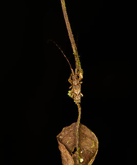 Longhorn beetle (Anisopodus sp.?), Los Cedros Reserve, Ecuador Very small. It looks like it's missing part of its abdomen, yet this appearance seems typical for the Anisopodus genus. Ecuador,Ecuador 2021,Fall,Geotagged,Los Cedros Reserve,South America,World