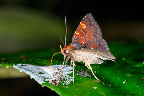 Antiblemma phoenicopyra feeding on bird poop - side view, Los Cedros, Ecuador Found at night.
https://www.jungledragon.com/image/132590/skipper_feeding_on_bird_poop_los_cedros_ecuador.html Ecuador,Ecuador 2021,Fall,Geotagged,Los Cedros Reserve,South America,World
