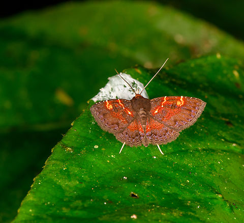 Antiblemma phoenicopyra feeding on bird poop, Los Cedros, Ecuador Found at night.
https://www.jungledragon.com/image/132589/skipper_feeding_on_bird_poop_-_side_view_los_cedros_ecuador.html Antiblemma phoenicopyra,Ecuador,Ecuador 2021,Fall,Geotagged,Los Cedros Reserve,South America,World