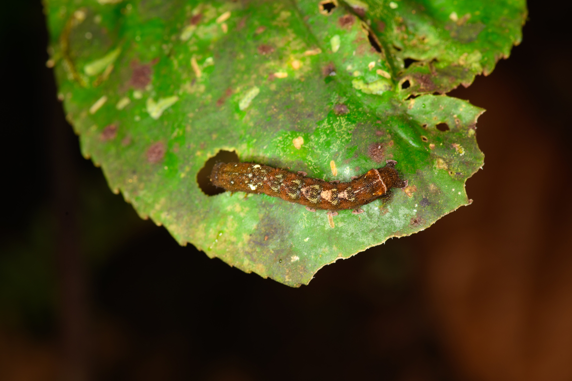Caterpillar feeding, Los Cedros Reserve, Ecuador  Ecuador,Ecuador 2021,Fall,Geotagged,Los Cedros Reserve,South America,World