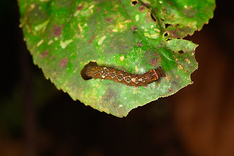 Caterpillar feeding, Los Cedros Reserve, Ecuador  Ecuador,Ecuador 2021,Fall,Geotagged,Los Cedros Reserve,South America,World