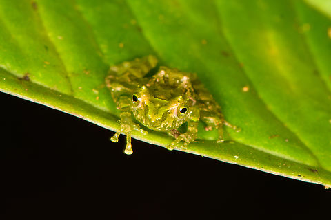 Blue-thighed Rainfrog - frontal, Los Cedros Reserve, Ecuador ID by Eric Osterman. This species is often recognized by its red eyes, yet the male (seen on photo) has green/yellow eyes.
https://www.jungledragon.com/image/132593/small_green_frog_los_cedros_reserve_ecuador.html Blue-thighed Rainfrog,Ecuador,Ecuador 2021,Fall,Geotagged,Los Cedros Reserve,Pristimantis crucifer,South America,World