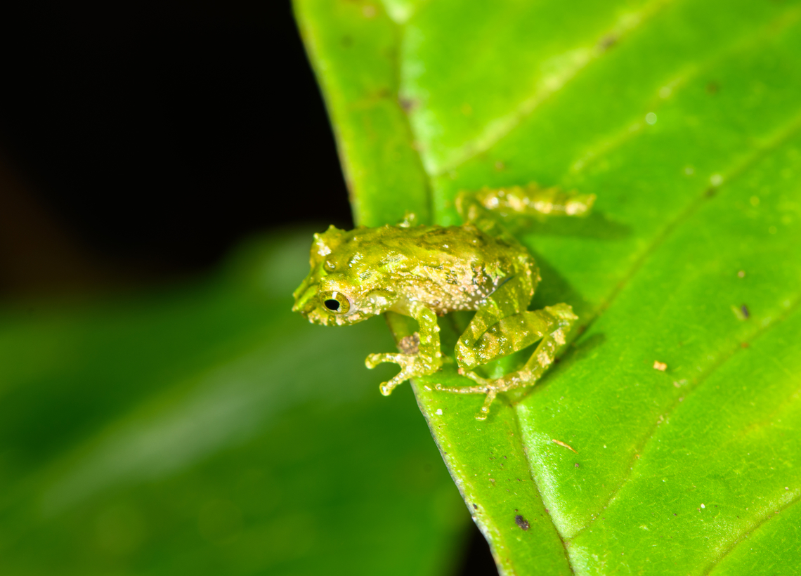 Blue-thighed Rainfrog, Los Cedros Reserve, Ecuador ID by Eric Osterman. This species is often recognized by its red eyes, yet the male (seen on photo) has green/yellow eyes.<br />
<figure class="photo"><a href="https://www.jungledragon.com/image/132592/blue-thighed_rainfrog_-_frontal_los_cedros_reserve_ecuador.html" title="Blue-thighed Rainfrog - frontal, Los Cedros Reserve, Ecuador"><img src="https://s3.amazonaws.com/media.jungledragon.com/images/2/132592_thumb.jpg?AWSAccessKeyId=05GMT0V3GWVNE7GGM1R2&Expires=1767225610&Signature=%2Fqb8YmU0zg6%2FUHT5NhQW5J4wde4%3D" width="200" height="134" alt="Blue-thighed Rainfrog - frontal, Los Cedros Reserve, Ecuador ID by Eric Osterman. This species is often recognized by its red eyes, yet the male (seen on photo) has green/yellow eyes.<br />
https://www.jungledragon.com/image/132593/small_green_frog_los_cedros_reserve_ecuador.html Blue-thighed Rainfrog,Ecuador,Ecuador 2021,Fall,Geotagged,Los Cedros Reserve,Pristimantis crucifer,South America,World" /></a></figure> Ecuador,Ecuador 2021,Fall,Geotagged,Los Cedros Reserve,Pristimantis crucifer,South America,World