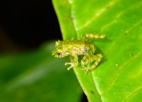 Blue-thighed Rainfrog, Los Cedros Reserve, Ecuador ID by Eric Osterman. This species is often recognized by its red eyes, yet the male (seen on photo) has green/yellow eyes.
https://www.jungledragon.com/image/132592/small_green_frog_-_frontal_los_cedros_reserve_ecuador.html Ecuador,Ecuador 2021,Fall,Geotagged,Los Cedros Reserve,Pristimantis crucifer,South America,World