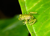 Blue-thighed Rainfrog, Los Cedros Reserve, Ecuador ID by Eric Osterman. This species is often recognized by its red eyes, yet the male (seen on photo) has green/yellow eyes.<br />
https://www.jungledragon.com/image/132592/small_green_frog_-_frontal_los_cedros_reserve_ecuador.html Ecuador,Ecuador 2021,Fall,Geotagged,Los Cedros Reserve,Pristimantis crucifer,South America,World