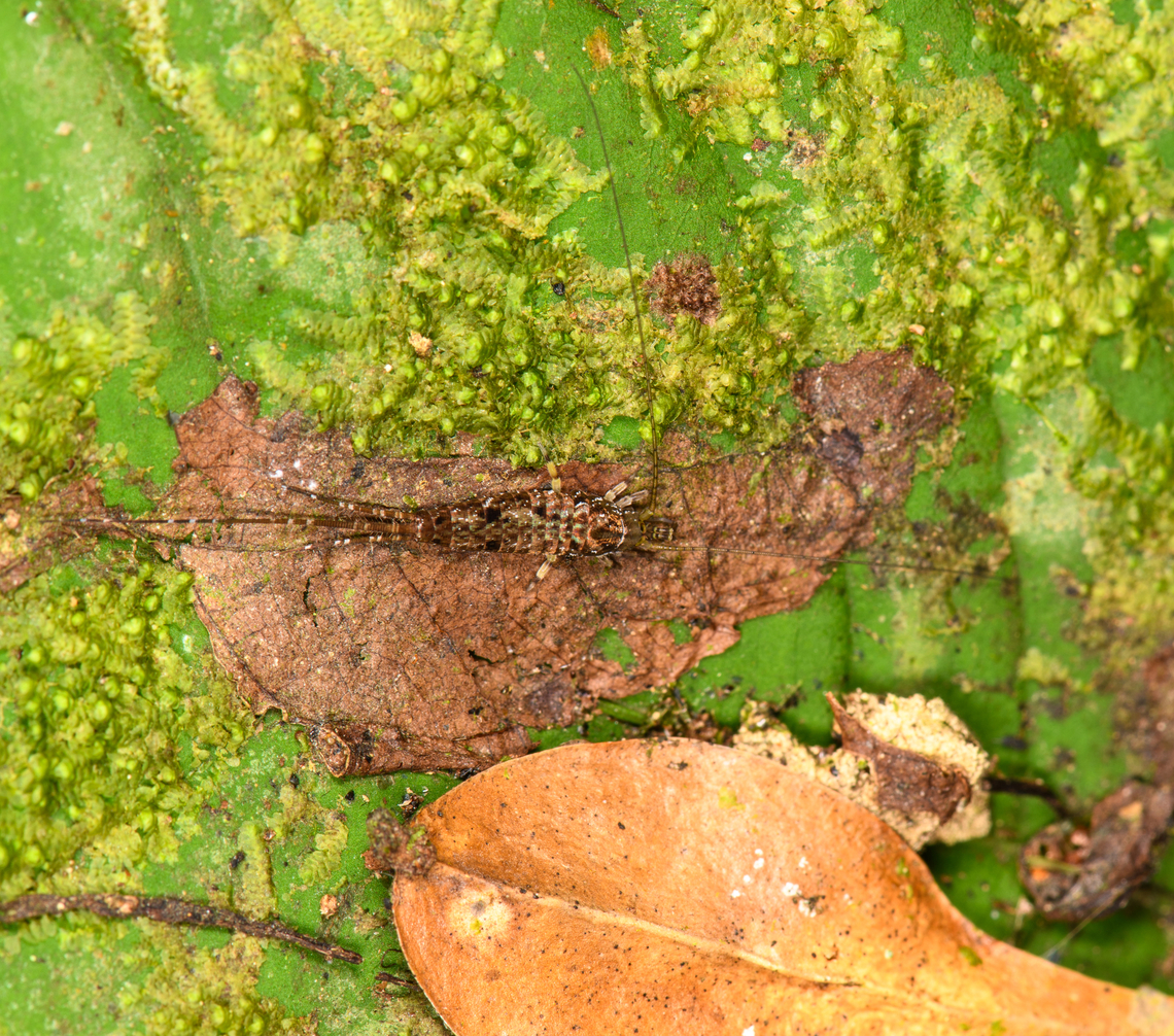 Rock Bristletail, Los Cedros Reserve, Ecuador Not a great photo but a small personal highlight. I've never seen or photographed a bristletail before. This seems typical for most of us as we have only 16 photos of the entire order, all made by just 2 users:<br />
<a href="https://www.jungledragon.com/wildlife/photos/animalia/arthropoda/insecta/archaeognatha" rel="nofollow">https://www.jungledragon.com/wildlife/photos/animalia/arthropoda/insecta/archaeognatha</a><br />
<br />
Possibly family Meinertellidae. Ecuador,Ecuador 2021,Fall,Geotagged,Los Cedros Reserve,South America,World