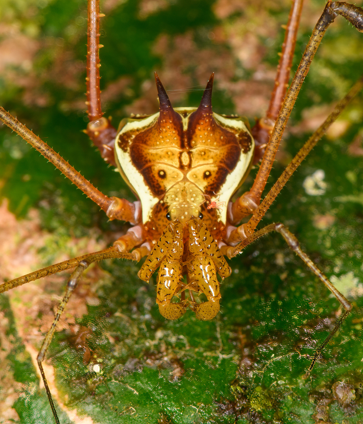 Harvestman (Eucranaus sp.) closeup, Los Cedros Reserve, Ecuador <figure class="photo"><a href="https://www.jungledragon.com/image/132569/harvestman_eucranaus_sp._los_cedros_reserve_ecuador.html" title="Harvestman (Eucranaus sp.), Los Cedros Reserve, Ecuador"><img src="https://s3.amazonaws.com/media.jungledragon.com/images/2/132569_thumb.jpg?AWSAccessKeyId=05GMT0V3GWVNE7GGM1R2&Expires=1769040010&Signature=3fSibjQaLFg6nR3dRvavQCQdwWc%3D" width="200" height="146" alt="Harvestman (Eucranaus sp.), Los Cedros Reserve, Ecuador https://www.jungledragon.com/image/132595/harvestman_eucranaus_sp._closeup_los_cedros_reserve_ecuador.html Ecuador,Ecuador 2021,Fall,Geotagged,Los Cedros Reserve,South America,World" /></a></figure> Ecuador,Ecuador 2021,Fall,Geotagged,Los Cedros Reserve,South America,World