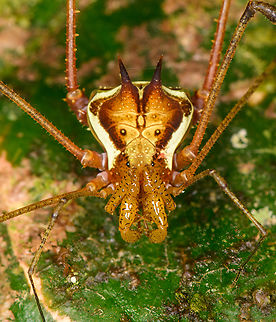 Harvestman (Eucranaus sp.) closeup, Los Cedros Reserve, Ecuador https://www.jungledragon.com/image/132569/harvestman_eucranaus_sp._los_cedros_reserve_ecuador.html Ecuador,Ecuador 2021,Fall,Geotagged,Los Cedros Reserve,South America,World