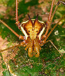 Harvestman (Eucranaus sp.) closeup, Los Cedros Reserve, Ecuador https://www.jungledragon.com/image/132569/harvestman_eucranaus_sp._los_cedros_reserve_ecuador.html Ecuador,Ecuador 2021,Fall,Geotagged,Los Cedros Reserve,South America,World