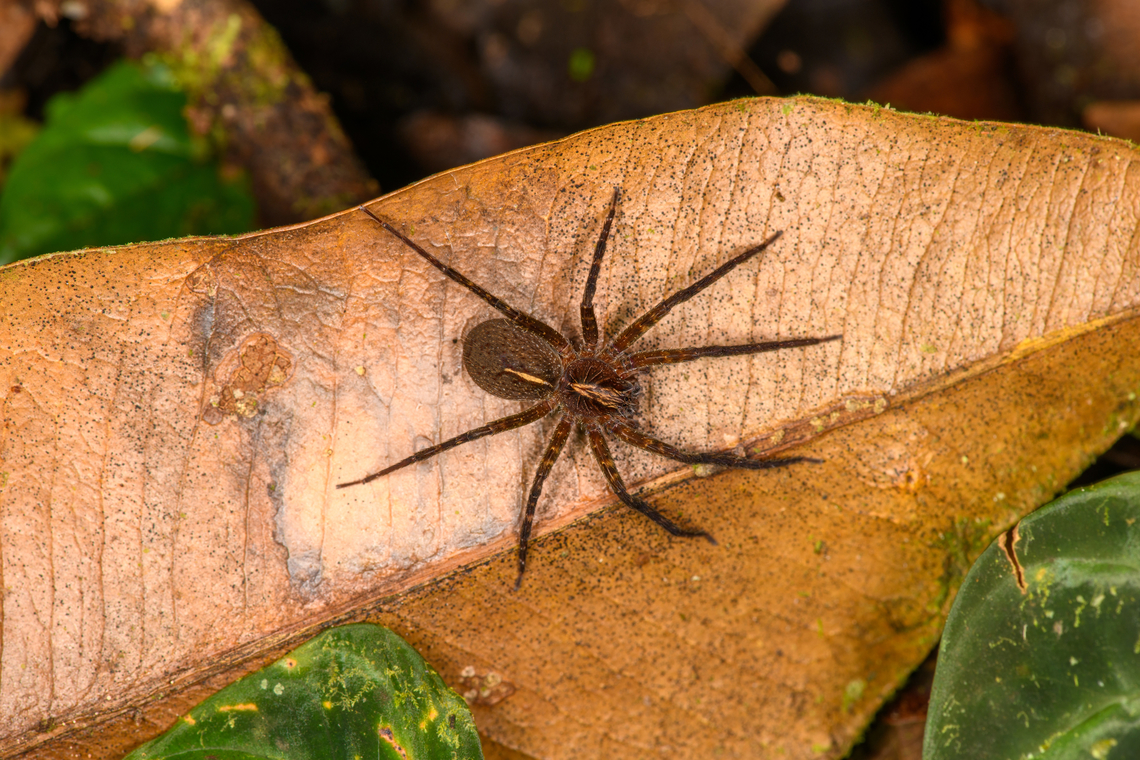 Wandering spider on leaf, Los Cedros Reserve, Ecuador  Ecuador,Ecuador 2021,Fall,Geotagged,Los Cedros Reserve,South America,World