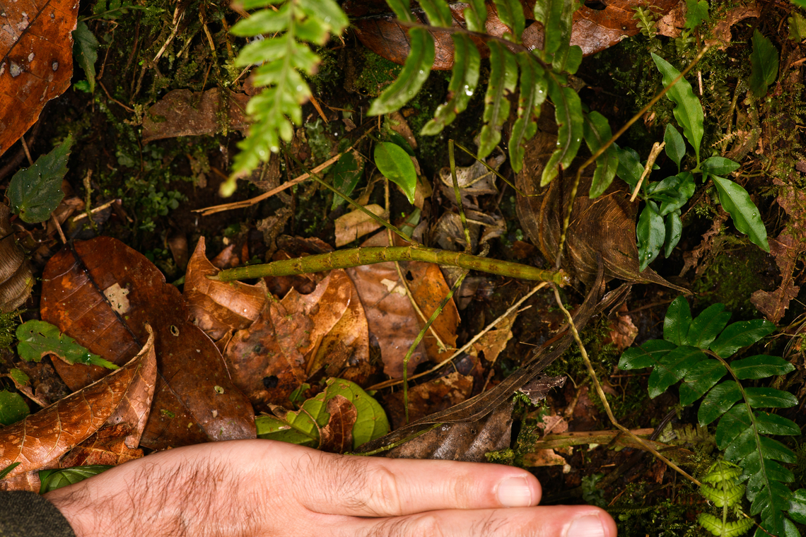Large stick insect (size reference), Los Cedros Reserve, Ecuador <figure class="photo"><a href="https://www.jungledragon.com/image/132598/large_stick_insect_los_cedros_reserve_ecuador.html" title="Large stick insect, Los Cedros Reserve, Ecuador"><img src="https://s3.amazonaws.com/media.jungledragon.com/images/2/132598_thumb.jpg?AWSAccessKeyId=05GMT0V3GWVNE7GGM1R2&Expires=1767225610&Signature=iP7wbHKCx%2BLQmL2j2apwyPkc6TQ%3D" width="200" height="134" alt="Large stick insect, Los Cedros Reserve, Ecuador https://www.jungledragon.com/image/132597/large_stick_insect_size_reference_los_cedros_reserve_ecuador.html Ecuador,Ecuador 2021,Fall,Geotagged,Los Cedros Reserve,South America,World" /></a></figure> Ecuador,Ecuador 2021,Fall,Geotagged,Los Cedros Reserve,South America,World