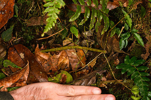 Large stick insect (size reference), Los Cedros Reserve, Ecuador https://www.jungledragon.com/image/132598/large_stick_insect_los_cedros_reserve_ecuador.html Ecuador,Ecuador 2021,Fall,Geotagged,Los Cedros Reserve,South America,World