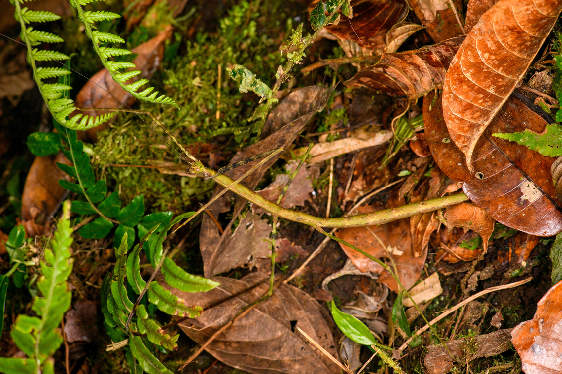 Large stick insect, Los Cedros Reserve, Ecuador <figure class="photo"><a href="https://www.jungledragon.com/image/132597/large_stick_insect_size_reference_los_cedros_reserve_ecuador.html" title="Large stick insect (size reference), Los Cedros Reserve, Ecuador"><img src="https://s3.amazonaws.com/media.jungledragon.com/images/2/132597_thumb.jpg?AWSAccessKeyId=05GMT0V3GWVNE7GGM1R2&Expires=1761782410&Signature=vdRmKfBAHw6ijBXYOspcjun4a%2B4%3D" width="200" height="134" alt="Large stick insect (size reference), Los Cedros Reserve, Ecuador https://www.jungledragon.com/image/132598/large_stick_insect_los_cedros_reserve_ecuador.html Ecuador,Ecuador 2021,Fall,Geotagged,Los Cedros Reserve,South America,World" /></a></figure> Ecuador,Ecuador 2021,Fall,Geotagged,Los Cedros Reserve,South America,World