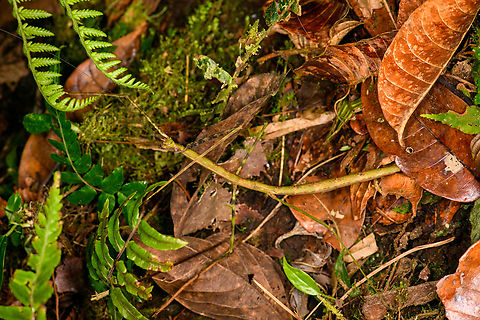 Large stick insect, Los Cedros Reserve, Ecuador https://www.jungledragon.com/image/132597/large_stick_insect_size_reference_los_cedros_reserve_ecuador.html Ecuador,Ecuador 2021,Fall,Geotagged,Los Cedros Reserve,South America,World