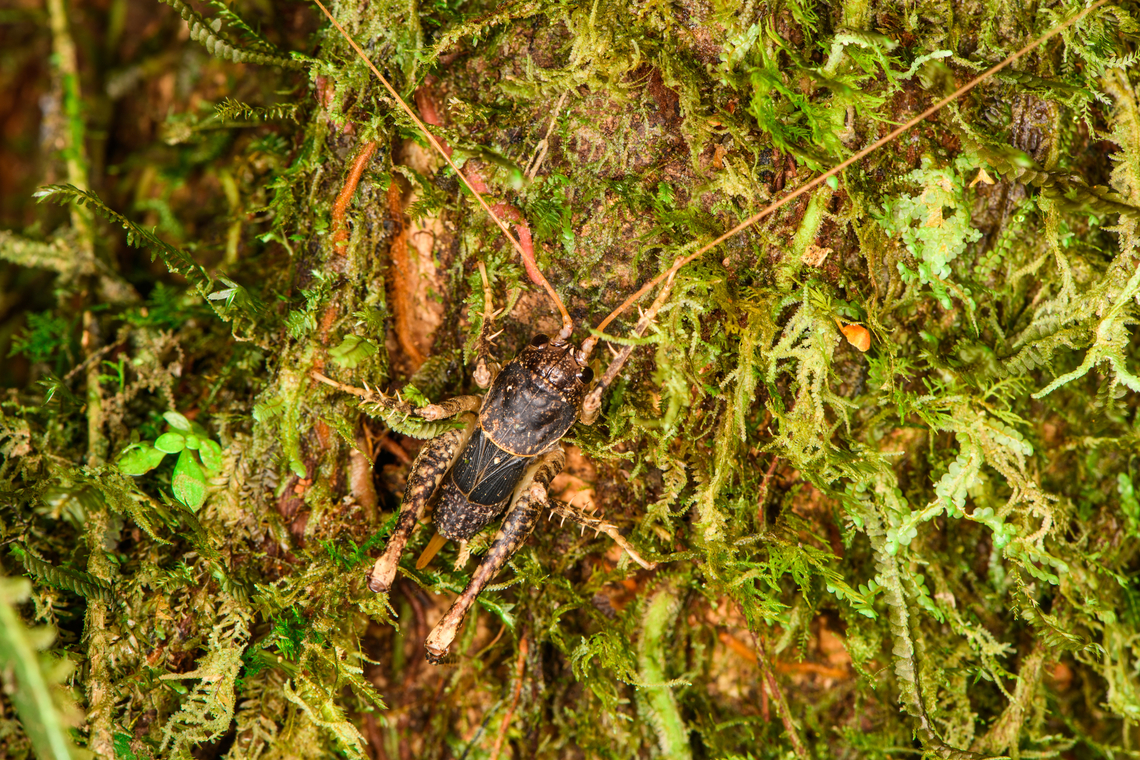 Anabropsis mexicana, Los Cedros Reserve  Anabropsis mexicana,Ecuador,Ecuador 2021,Fall,Geotagged,Los Cedros Reserve,South America,World