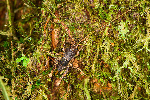Anabropsis mexicana, Los Cedros Reserve  Anabropsis mexicana,Ecuador,Ecuador 2021,Fall,Geotagged,Los Cedros Reserve,South America,World