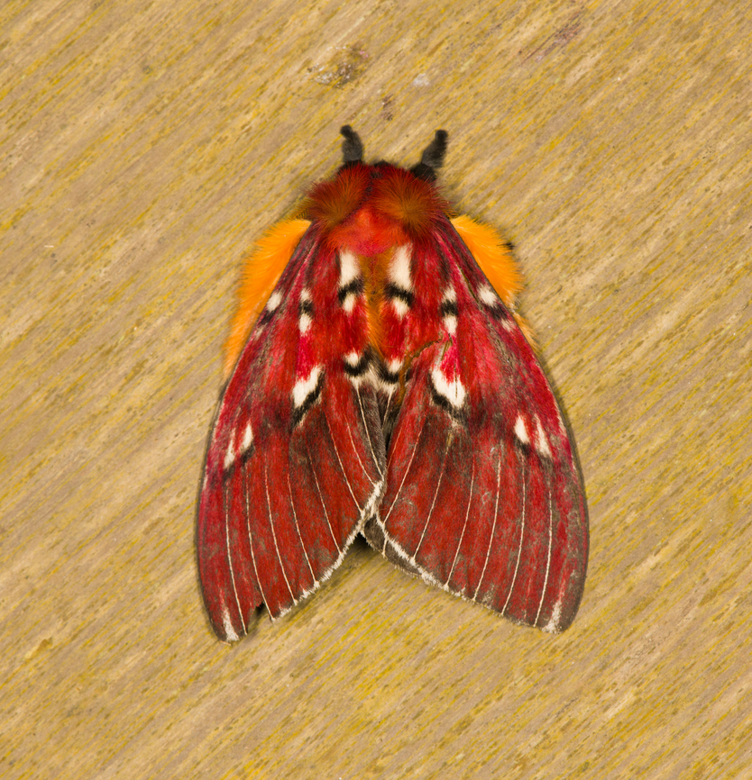 Rhodirphia carminata, Los Cedros Reserve, Ecuador  Ecuador,Ecuador 2021,Fall,Geotagged,Los Cedros Reserve,Rhodirphia carminata,South America,World