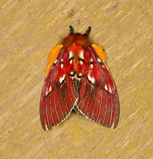 Rhodirphia carminata, Los Cedros Reserve, Ecuador  Ecuador,Ecuador 2021,Fall,Geotagged,Los Cedros Reserve,Rhodirphia carminata,South America,World