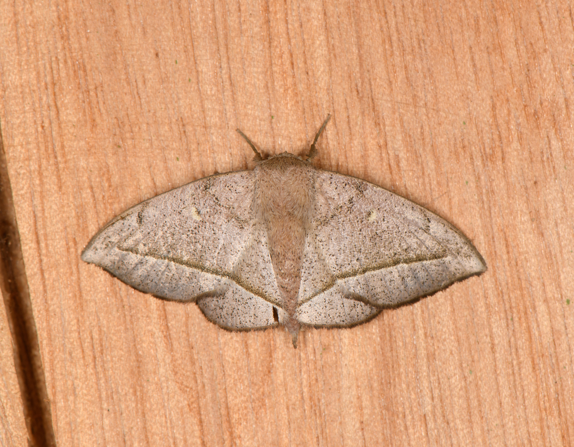 Druentica inscita, Los Cedros Reserve, Ecuador Tentative ID. Druentica inscita,Ecuador,Ecuador 2021,Fall,Geotagged,Los Cedros Reserve,South America,World