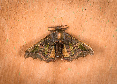 Quentalia  sp., Los Cedros Reserve, Ecuador  Ecuador,Ecuador 2021,Fall,Geotagged,Los Cedros Reserve,South America,World