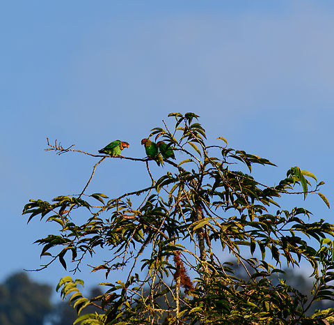 Rose-faced parrots at dawn, Los Cedros Reserve, Ecuador Early in the morning on our first full day in Los Cedros Reserve. Ecuador,Ecuador 2021,Fall,Geotagged,Los Cedros Reserve,Pyrilia pulchra,Rose-faced parrot,South America,World