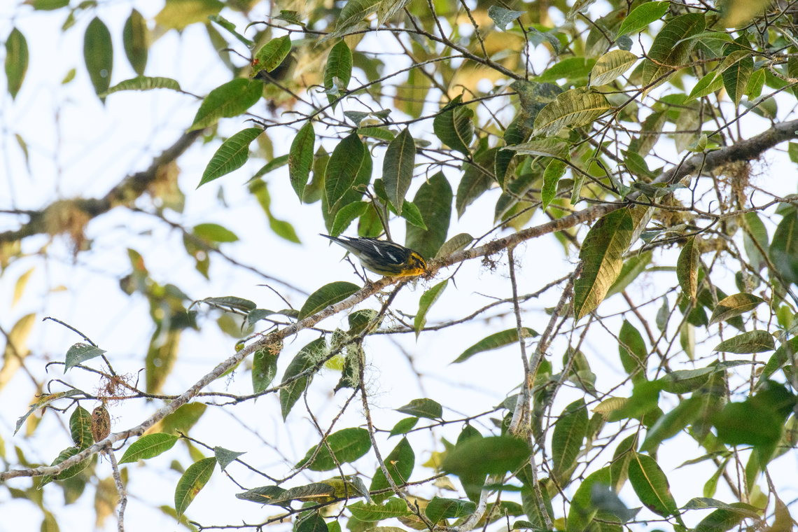 Blackburnian warbler, Los Cedros Reserve, Ecuador A winter migrant. Blackburnian warbler,Ecuador,Ecuador 2021,Fall,Geotagged,Los Cedros Reserve,Setophaga fusca,South America,World