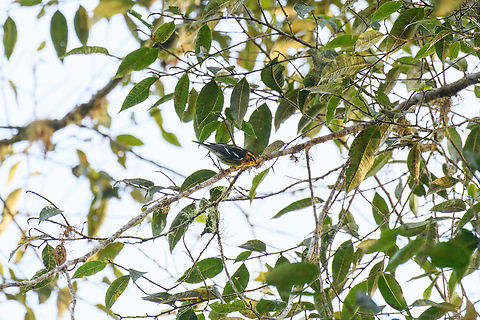 Blackburnian warbler, Los Cedros Reserve, Ecuador A winter migrant. Blackburnian warbler,Ecuador,Ecuador 2021,Fall,Geotagged,Los Cedros Reserve,Setophaga fusca,South America,World