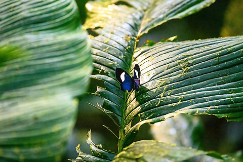 Mesosemia mancia, Los Cedros Reserve, Ecuador A sloppy shot with the birding lens. It can easily be confused with the often-photographed Mesosemia mevania, but when you zoom in, you can see this individual lacks the black outline on the mid section of the blue wings. Ecuador,Ecuador 2021,Fall,Geotagged,Los Cedros Reserve,Mesosemia mancia,South America,World