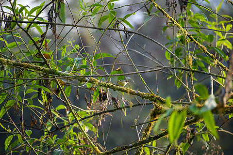 Blackburnian warbler, Los Cedros, Ecuador  Blackburnian warbler,Ecuador,Ecuador 2021,Fall,Geotagged,Los Cedros Reserve,Setophaga fusca,South America,World