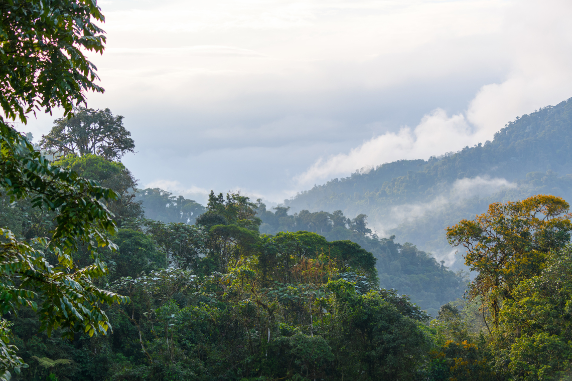 Los Cedros Cloud Forest Reserve scenery, Ecuador Only later did we learn that a relatively clear view like this is not to be taken for granted at this place. Ecuador,Ecuador 2021,Fall,Geotagged,Los Cedros Reserve,South America,World