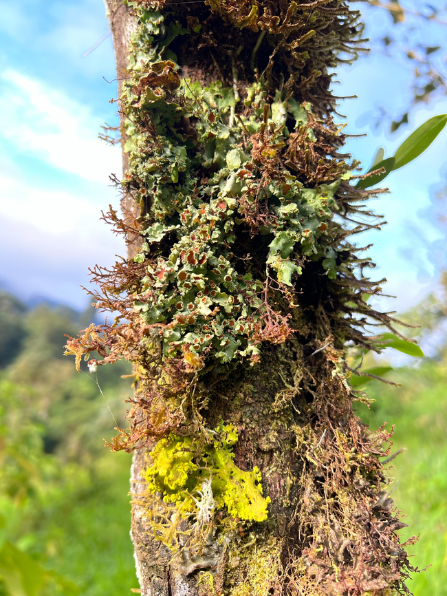 Cloud forest tree, Los Cedros Reserve, Ecuador A typical tree in a cloud forest: thin and covered heavily in mosses, lichen, micro ferns, orchids, other epiphyte plants. Ecuador,Ecuador 2021,Fall,Geotagged,Los Cedros Reserve,South America,World