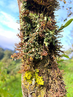 Cloud forest tree, Los Cedros Reserve, Ecuador A typical tree in a cloud forest: thin and covered heavily in mosses, lichen, micro ferns, orchids, other epiphyte plants. Ecuador,Ecuador 2021,Fall,Geotagged,Los Cedros Reserve,South America,World