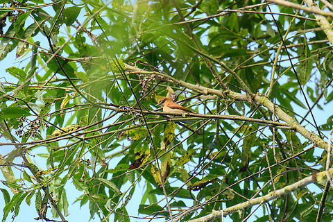 Cinnamon becard, Los Cedros Reserve, Ecuador  Cinnamon becard,Ecuador,Ecuador 2021,Fall,Geotagged,Los Cedros Reserve,Pachyramphus cinnamomeus,South America,World
