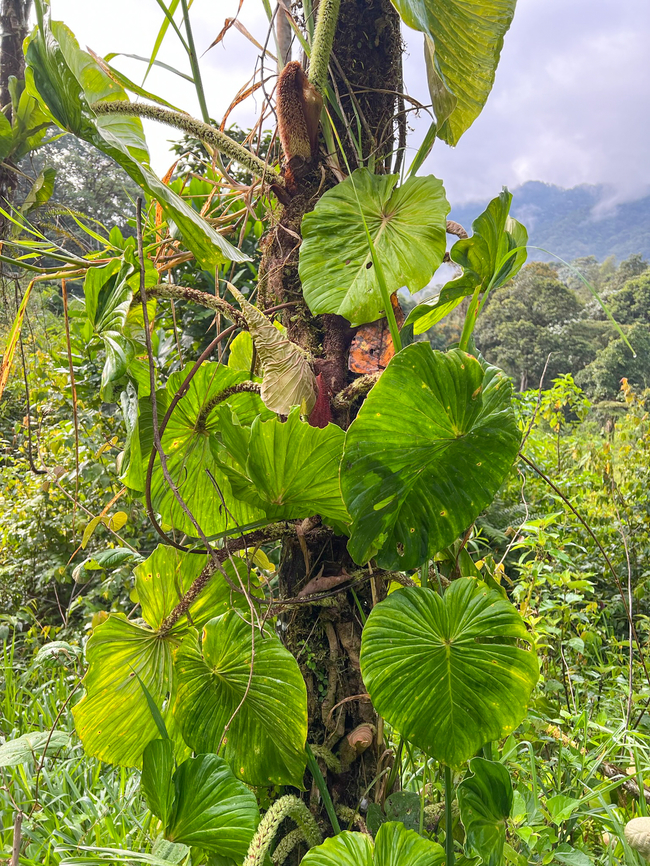 Large-leafed plants on tree, Los Cedros Reserve, Ecuador  Ecuador,Ecuador 2021,Fall,Geotagged,Los Cedros Reserve,Philodendron fibrosum,South America,World