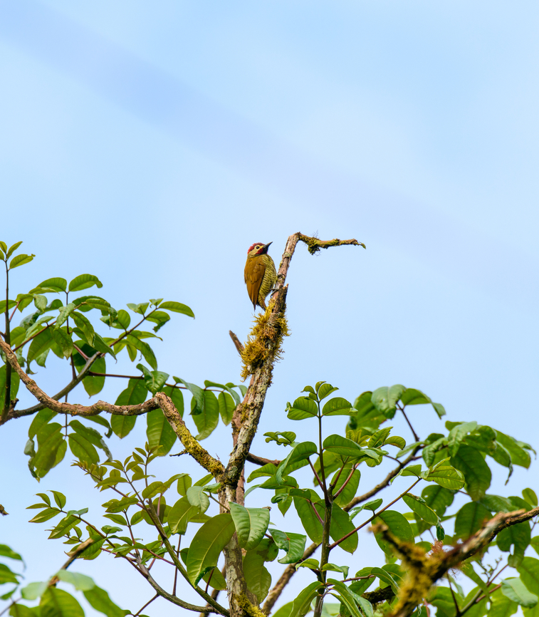 Golden-olive woodpecker, Los Cedros Reserve, Ecuador  Colaptes rubiginosus,Ecuador,Ecuador 2021,Fall,Geotagged,Los Cedros Reserve,South America,World,golden-olive woodpecker