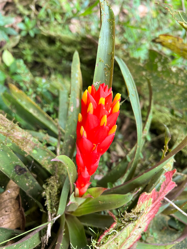 Guzmania bracteosa, Los Cedros Reserve Ecuador  Ecuador,Ecuador 2021,Fall,Geotagged,Guzmania bracteosa,Los Cedros Reserve,South America,World