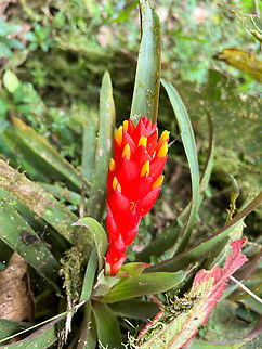 Guzmania bracteosa