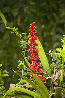 Cipuropsis capituligera, Los Cedros Reserve, Ecuador https://www.jungledragon.com/image/132648/cipuropsis_capituligera_-_flower_closeup_los_cedros_reserve_ecuador.html Cipuropsis capituligera,Ecuador,Ecuador 2021,Fall,Geotagged,Los Cedros Reserve,South America,World