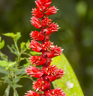 Cipuropsis capituligera - flower closeup, Los Cedros Reserve, Ecuador https://www.jungledragon.com/image/132647/cipuropsis_capituligera_los_cedros_reserve_ecuador.html Cipuropsis capituligera,Ecuador,Ecuador 2021,Fall,Geotagged,Los Cedros Reserve,South America,World